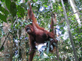 Prive rondreis Sumatra