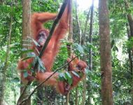 Orangoetan in Gunung Leuser nationaal park